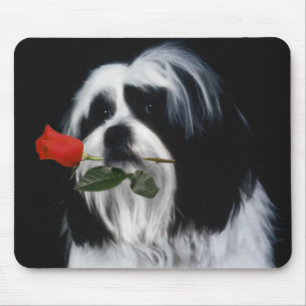 Der Hund Shih Tzu Mousepad
