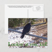 Der hungrige Rabe von Yellowstone Postkarte (Vorne/Hinten)