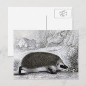 "Der Igel" Postkarte (Vorne/Hinten)