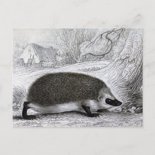 "Der Igel" Postkarte (Vorderseite)