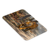 Der Indische Tiger  Magnet (Rechte Seite)