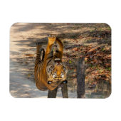 Der Indische Tiger  Magnet (Horizontal)