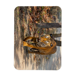 Der Indische Tiger Magnet