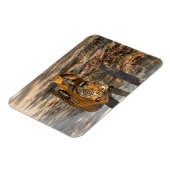 Der Indische Tiger  Magnet (Linke Seite)