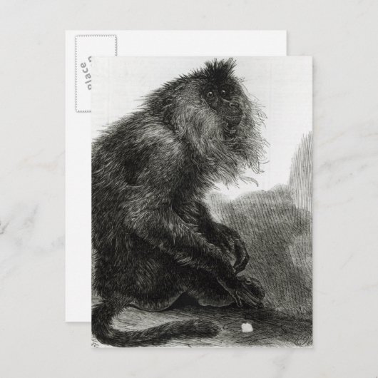 Der indische Waderoo-Affe Postkarte (Vorne/Hinten)