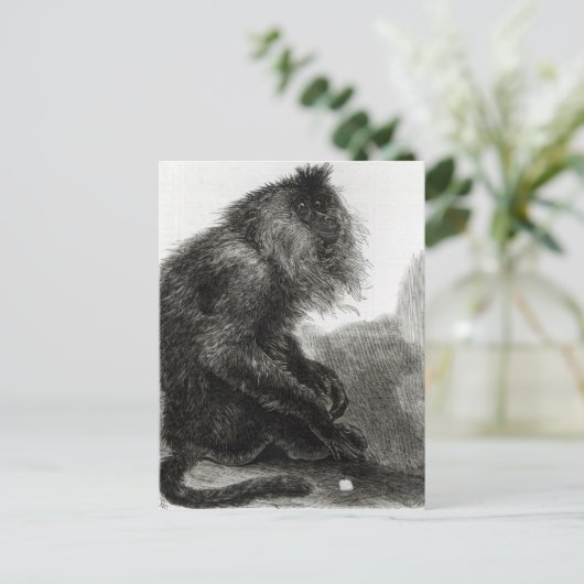 Der indische Waderoo-Affe Postkarte (Stehend Vorderseite)