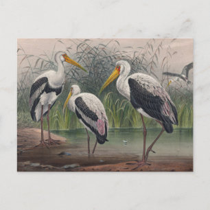 Der Indische Wald-Ibis von Joseph Wolf Postkarte