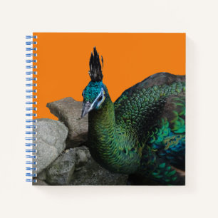 Der indonesische Pfau Nah die Kust auf. Notizbuch