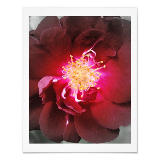 Der innere Brand - Rote Rose Fotografie (Vorne)