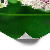 Der irideszierende Abfall auf Blume Nah Poster (Ecke)