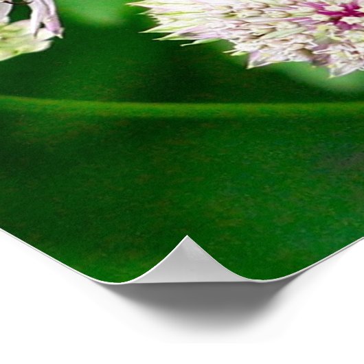 Der irideszierende Abfall auf Blume Nah Poster (Ecke)