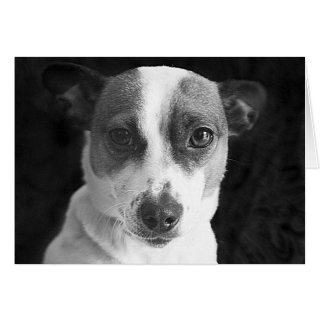 Der Jack Russell Stare (Vorderseite (Horizontal))