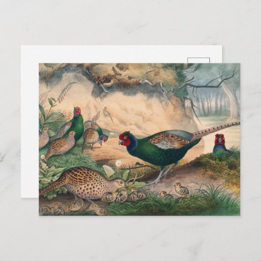 Der japanische Fasant von Joseph Wolf Postkarte (Vorne/Hinten)