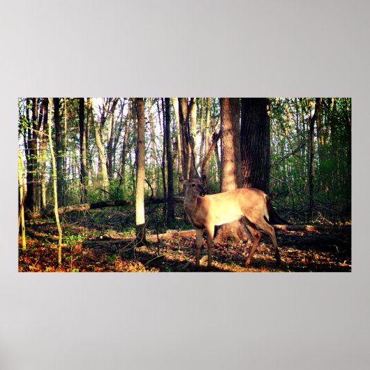 Der junge Buck im Wald Poster (Vorne)