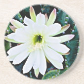 Der Kaktus-Untersetzer Getränkeuntersetzer (Vorne)