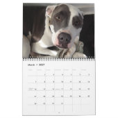 Der Kalender der besten Freunde Hunde! (Mär 2027)