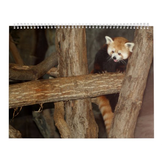 Der Kalender des Tier-Fotos (Titelbild)