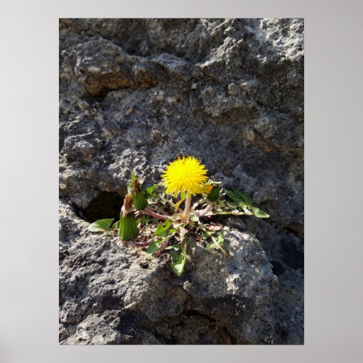 Der Kämpfer, Lüster auf dem Felsen Poster (Vorne)