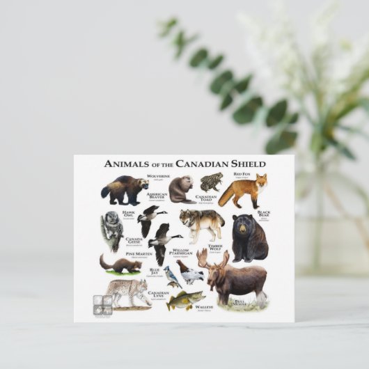 "Der kanadische Schild" Postkarte (Stehend Vorderseite)