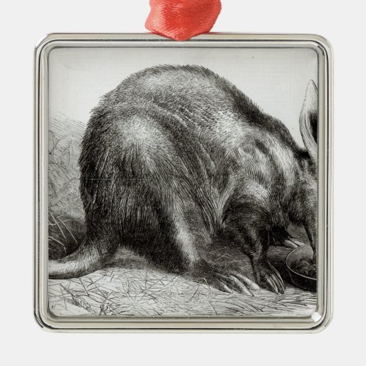 Der Kap Ameise-Esser Silbernes Ornament (Vorne)