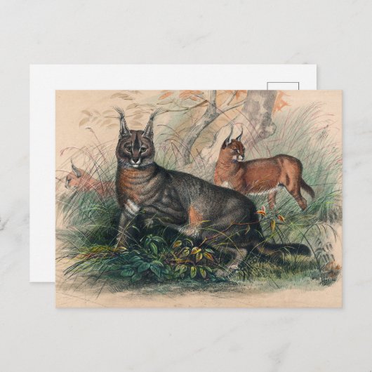 Der Karakal von Joseph Wolf Postkarte (Vorne/Hinten)