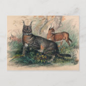 Der Karakal von Joseph Wolf Postkarte (Vorderseite)