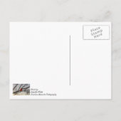 Der Kardinal am Morgen Postkarte (Rückseite)