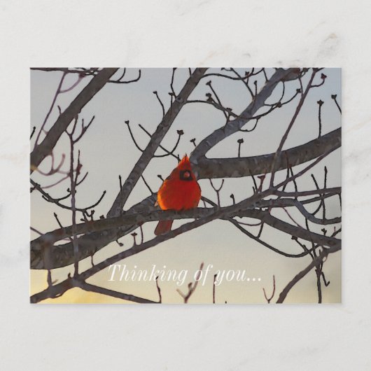 Der Kardinal am Morgen Postkarte (Vorderseite)