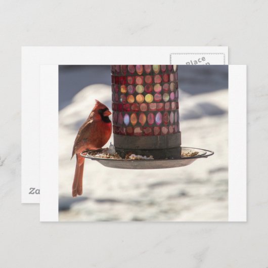 Der Kardinal Postkarte (Vorne/Hinten)