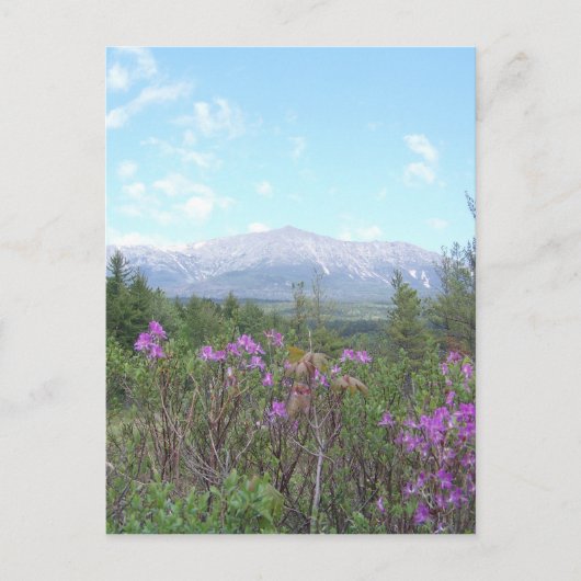 Der Katahdin-Berg und wild lebende Blume Postkarte (Vorderseite)