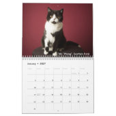 Der Katzen-Satz Kalender (Jan 2027)