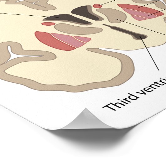 Der Kern des Hirnposters Poster (Ecke)