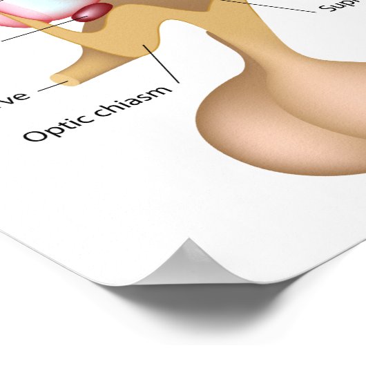 Der Kern des Hypothalamusposters Poster (Ecke)