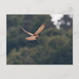 Der Kestrel auf der Suche nach Beute Postkarte