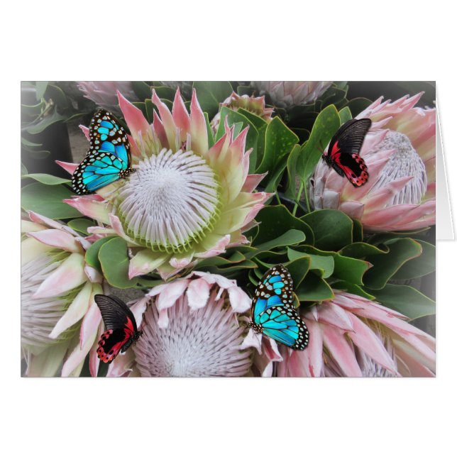 Der King Protea (Vorderseite (Horizontal))