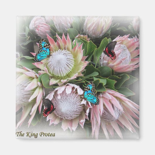 Der King Protea Magnet (Vorne)