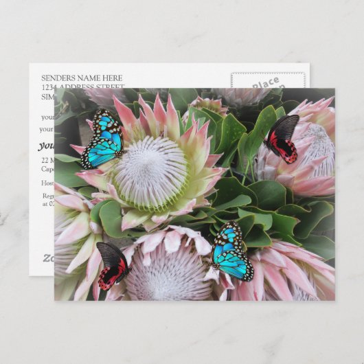 Der King Protea Postkarte (Vorne/Hinten)