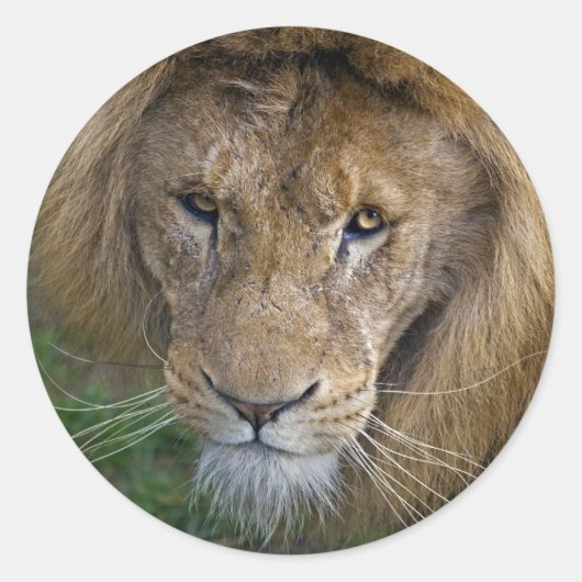 Der King Sticker (Vorderseite)