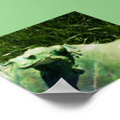 DER KLEINE FROG POSTER (Ecke)