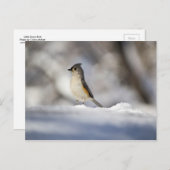 Der kleine Vogel im Schnee Postkarte (Vorne/Hinten)