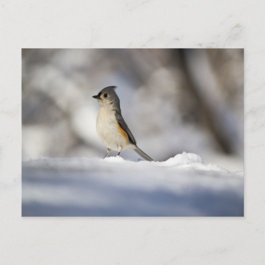 Der kleine Vogel im Schnee Postkarte (Vorderseite)