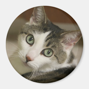 Der kleinste Tiger-Knopf Magnet