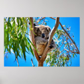 Der Koala-Bär Poster (Vorne)