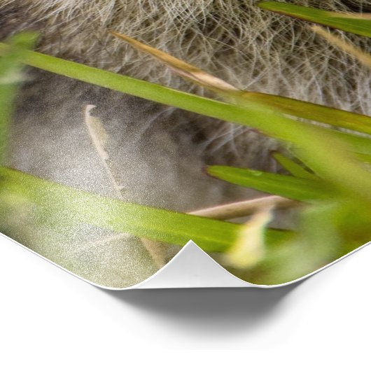 Der Kokon, der Procyon Lotor, ist ein weit verbrei Fotodruck (Ecke)