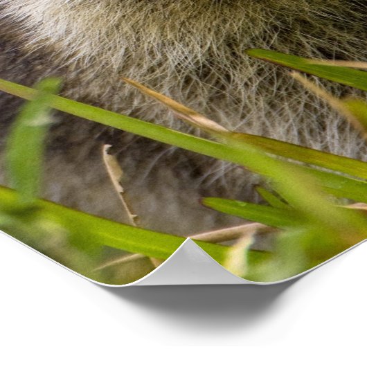 Der Kokon, der Procyon Lotor, ist ein weit verbrei Poster (Ecke)