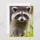 Der Kokon, Procyon-Plünderer Postkarte (Vorne/Hinten)