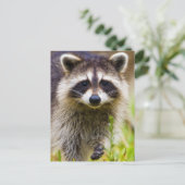 Der Kokon, Procyon-Plünderer Postkarte (Stehend Vorderseite)