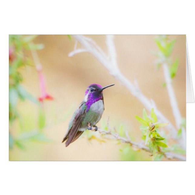 Der Kolibri der Costa (Vorderseite (Horizontal))