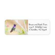 Der Kolibri der Costa