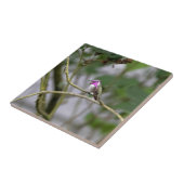 Der Kolibri der Costa Fliese (Seite)